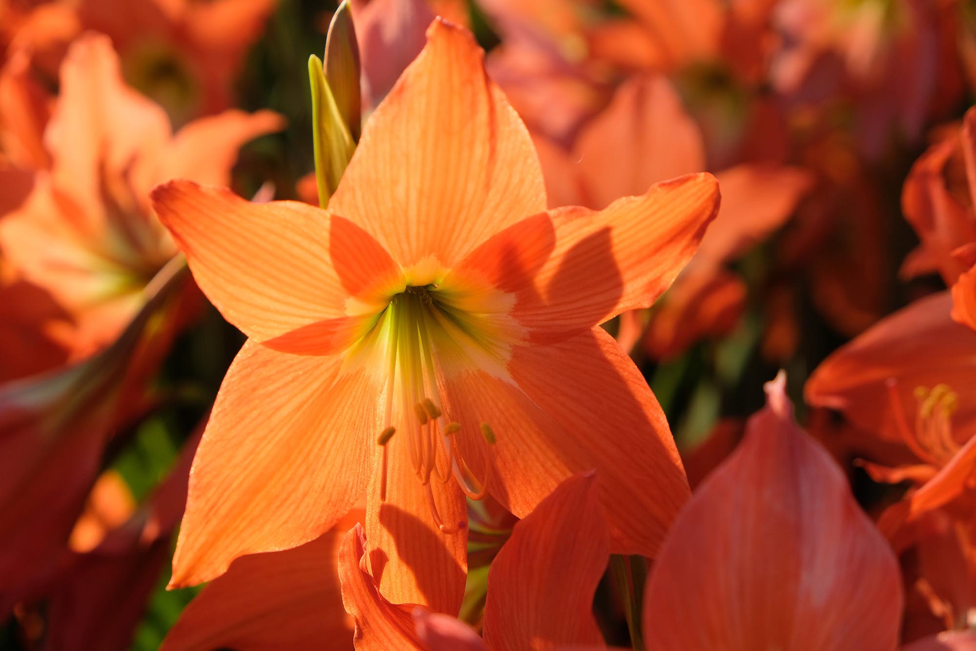 The Blooming Truth